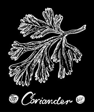 Kişniş vektör elle çizilmiş çizim kara tahta üzerinde. İzole baharat nesne. Vektör çizim tasarım menü, yemek tarifleri ve paketleri ürün için.