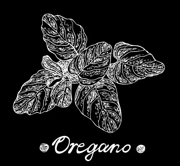 Oregano krydda på svarta tavlan. Vector hand dras illustration för design menyer, recept och paket produkter. — Stock vektor