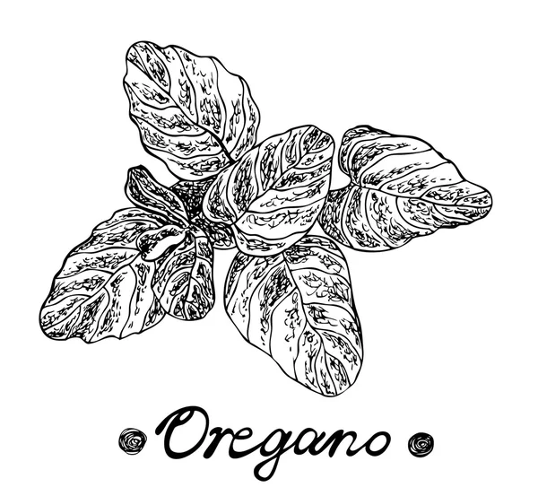 Épice origan. Illustration vectorielle dessinée à la main pour les menus, recettes et produits d'emballage . — Image vectorielle
