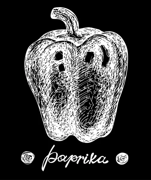 Paprika em giz. Ilustração gráfica desenhada à mão vetorial. Estilo esboçado . —  Vetores de Stock