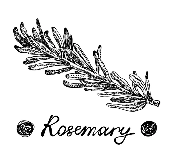 Rosemary illustration. Hand drawn botanical sketch style. Vector illustration for design menus, recipes and packages product. — Stock Vector