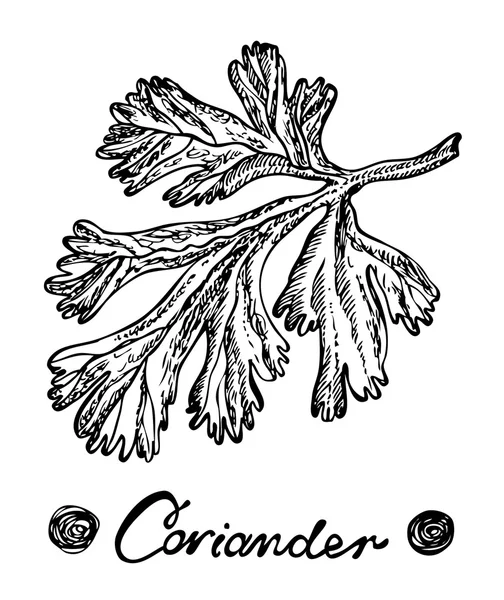 Ilustración dibujada a mano del vector del cilantro. Objeto aislado de especias. Ilustración vectorial para menús de diseño, recetas y envases producto . — Vector de stock