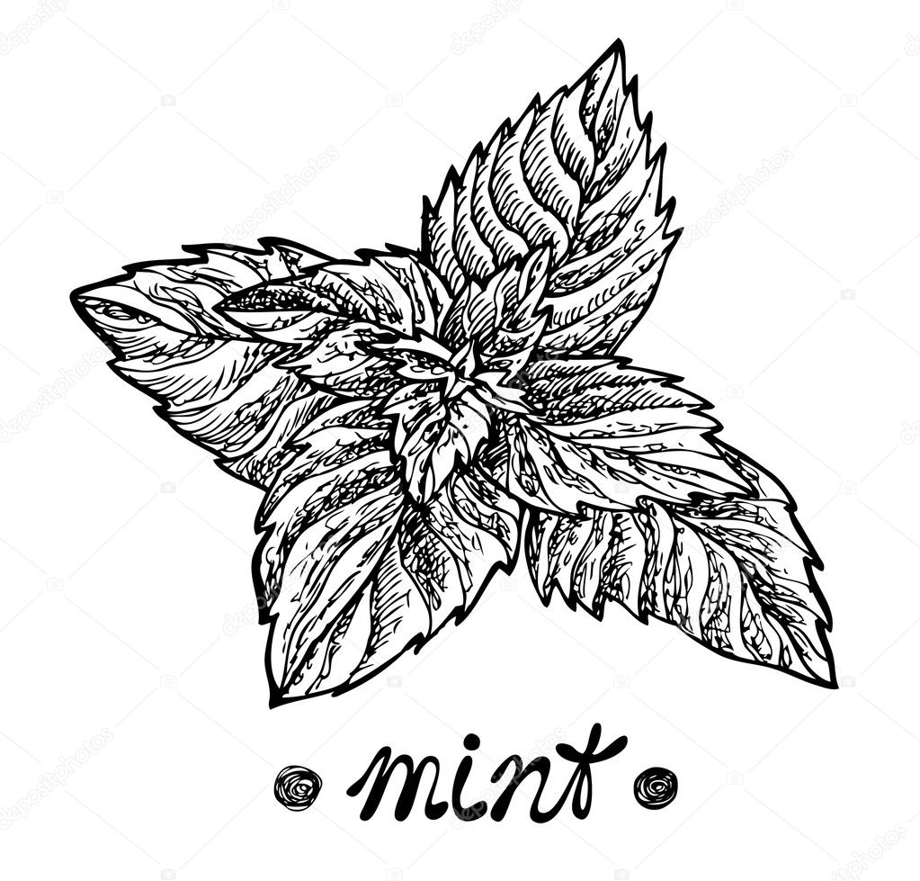 Mint leaves. Vector illustration for design menus, recipes and packages product.