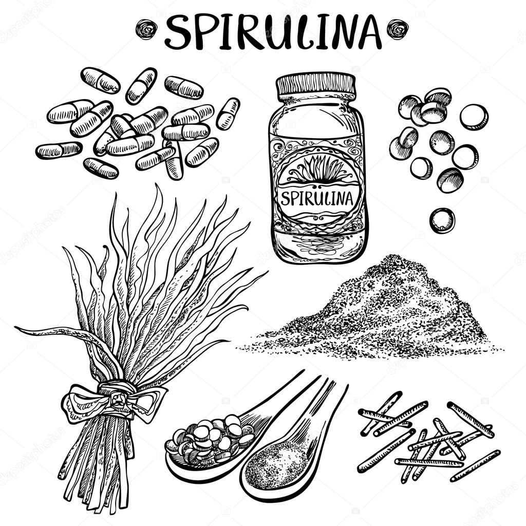 Spirulina alga. Hand drawn vector illustration. Organic superfood. Spirulina powder, pills, crunches, capsules, alga, jar medication.