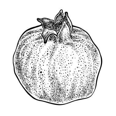 Nar meyve. Grafik illüstrasyon vektör el çekilmiş.