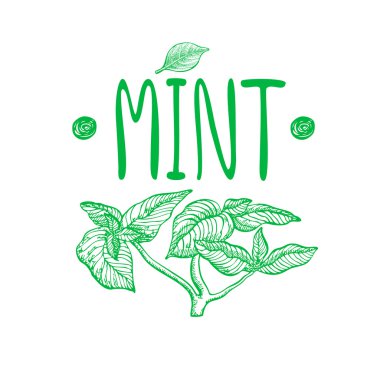 Nane. Grafik illüstrasyon vektör el çekilmiş.