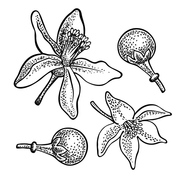 Lemon flowers. Vector hand drawn graphic illustration. — Stock Vector