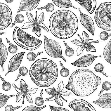 Limon, çiçek ve yaprak beyaz zemin üzerine Dikişsiz desen. Vektör el çizilmiş desen. Ambalaj tasarım, Tekstil Sanayi, duvar kağıtları ve arka planlar için iyi. 