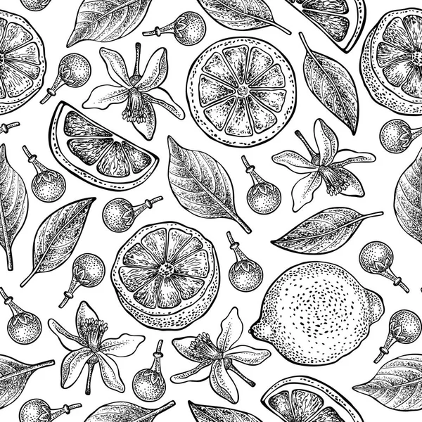 Limon, çiçek ve yaprak beyaz zemin üzerine Dikişsiz desen. Vektör el çizilmiş desen. Ambalaj tasarım, Tekstil Sanayi, duvar kağıtları ve arka planlar için iyi. 