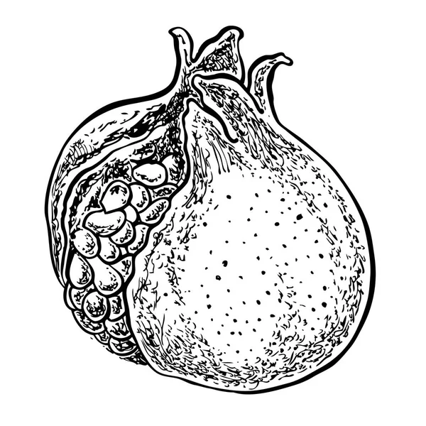 Fruta de granada. Ilustración dibujada a mano vectorial. Estilo incompleto . — Archivo Imágenes Vectoriales