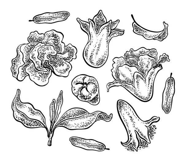 Гранатовые цветы, листья и почки. Векторная иллюстрация. Эскизный стиль . — стоковый вектор