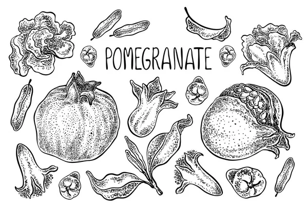 석류 세트입니다. 벡터 손으로 그려진된 그림. 스케치 스타일. — 스톡 벡터