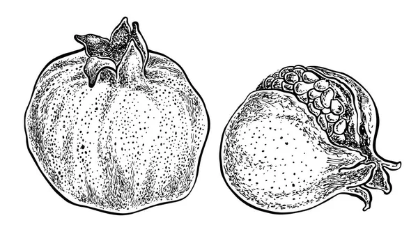 Frutos de granada. Ilustración dibujada a mano vectorial. Estilo incompleto . — Archivo Imágenes Vectoriales