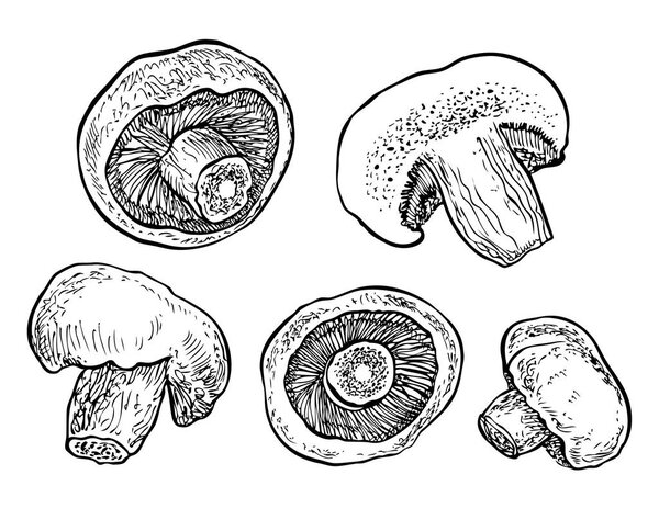 Грибы нарисованные вручную. Графическая векторная иллюстрация. Органический вегетарианский продукт
. 