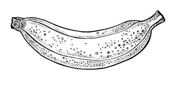 Vector dibujado a mano plátano. Ilustración gráfica . — Vector de stock