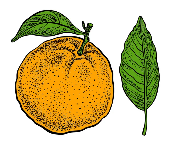 Fruta naranja. Ilustración dibujada a mano vectorial. Estilo incompleto . — Archivo Imágenes Vectoriales