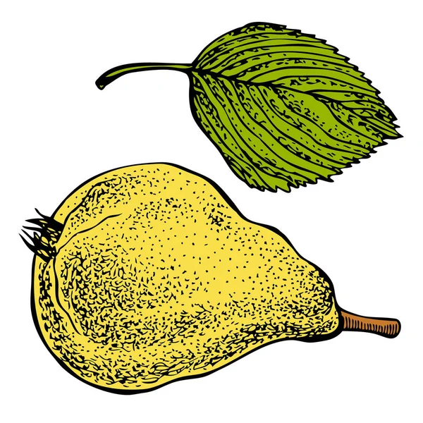 Poire et feuille. Illustration graphique vectorielle dessinée main . — Image vectorielle