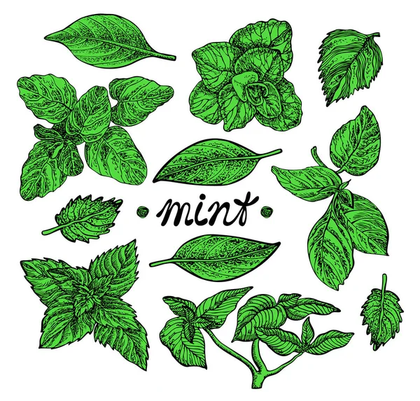 Mint set. Vector hand dras grafisk illustration. — Stock vektor