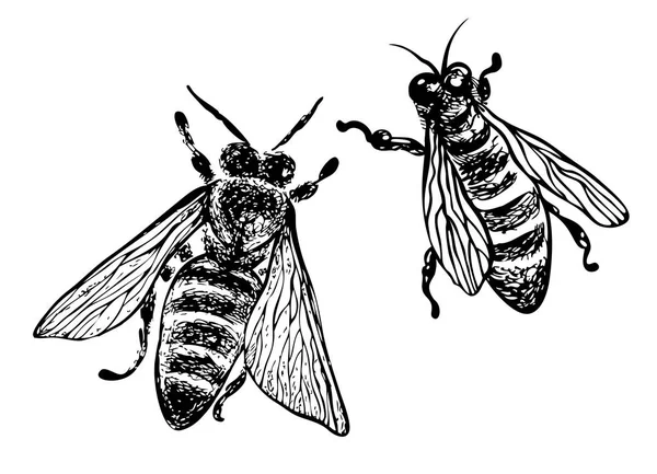 Пчёлы ручной работы. Векторная графика . — стоковый вектор