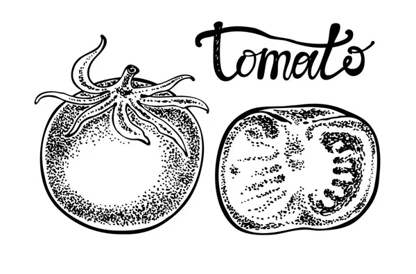 Čerstvá rajčata. Obrázek ruky nakreslené ilustrace v vektoru. — Stockový vektor