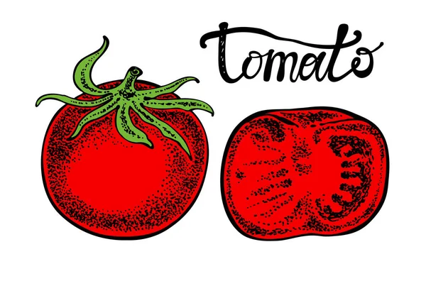 Fresh tomatoes. Graphic hand drawn illustration in vector. — Stock Vector