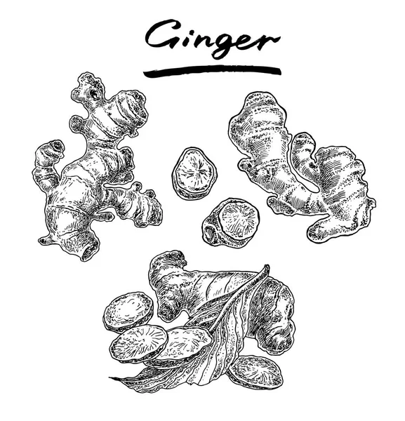 Ginger set med mynta blad. Hand dras grafisk vektorillustration. — Stock vektor