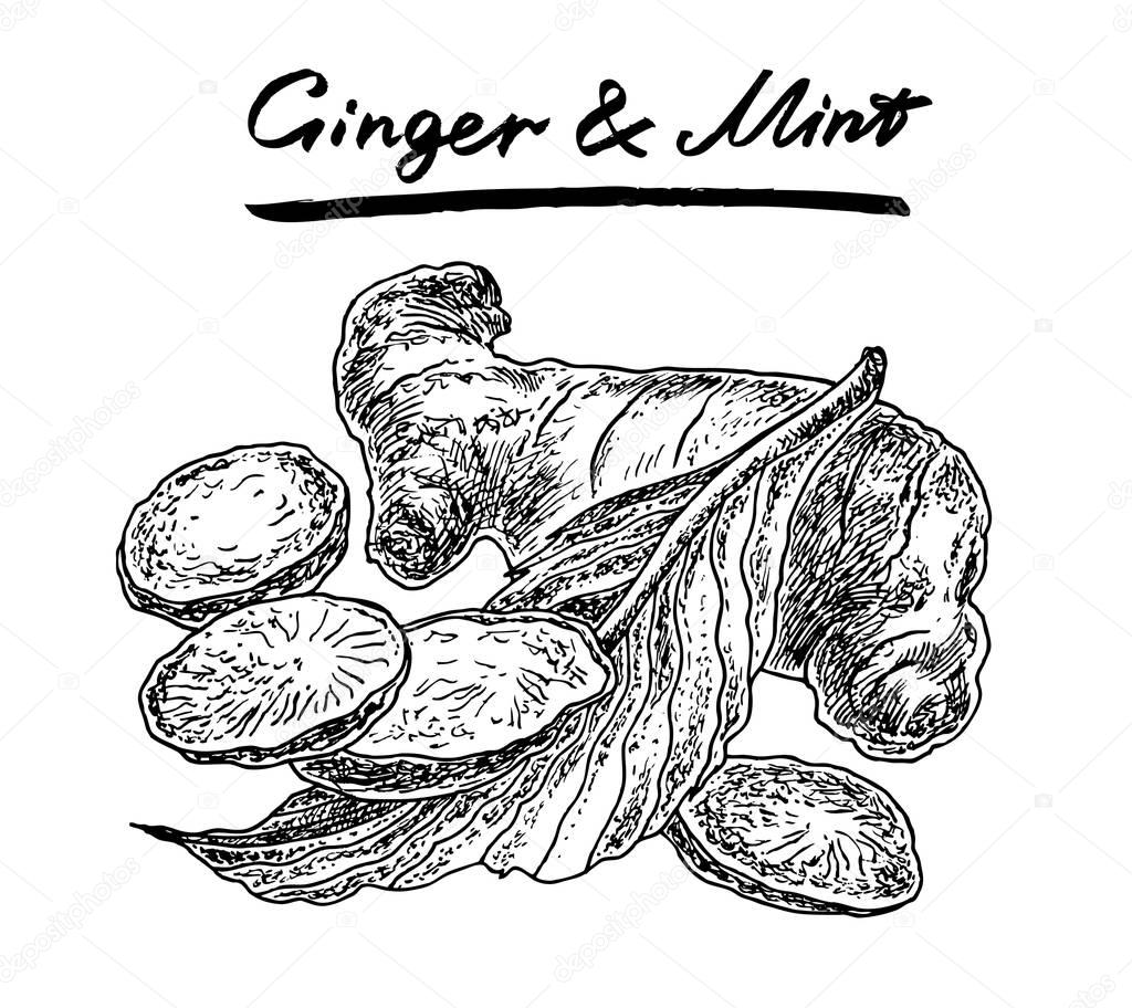  Ginger set with mint leaf. Hand drawn graphic vector illustration. 