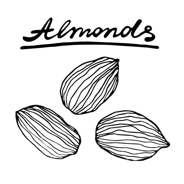 Almond nuts. Vector hand drawn graphic illustration. — Stock Vector