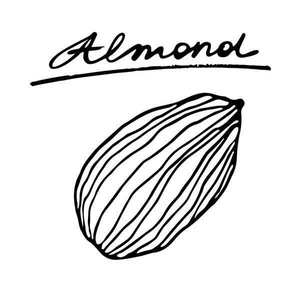 Almond nut. Vector hand drawn graphic illustration.