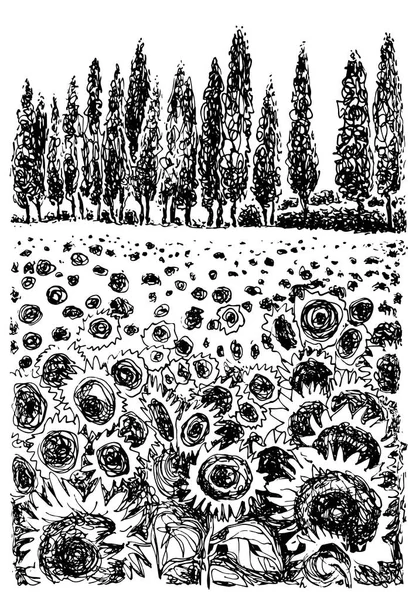 Toskana Feld Mit Sonnenblumen Vektor Hand Gezeichnete Grafische Illustration — Stockvektor