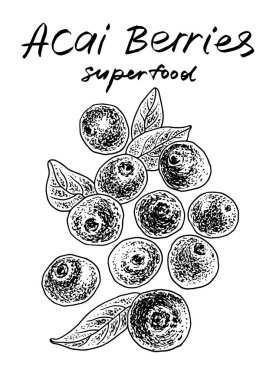 Acai çilek. Grafik illüstrasyon vektör el çekilmiş.