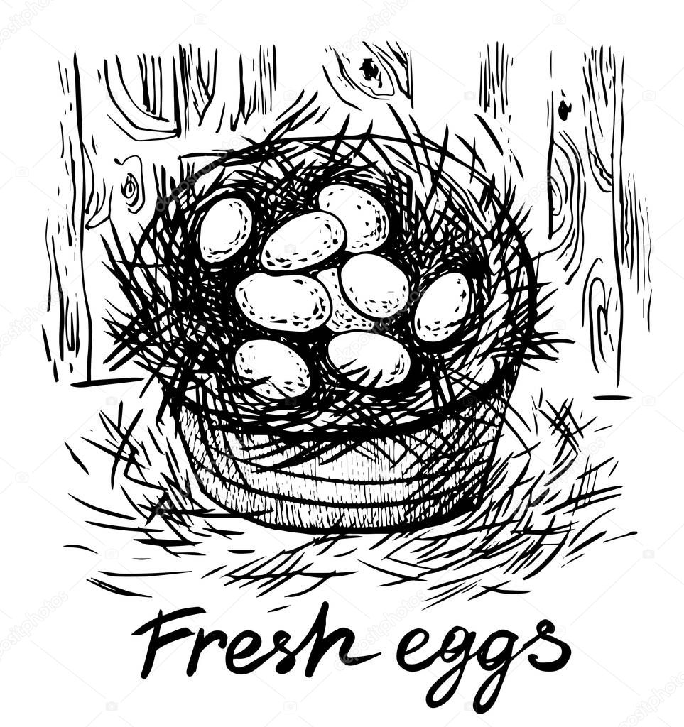 Fresh eggs. Vector hand drawn graphic illustration.