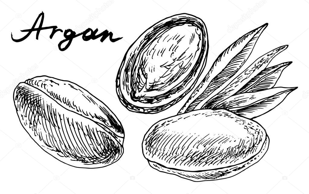Argan plant.Vector hand drawn graphic illustration.