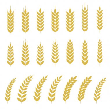 Buğday veya arpa simgesi, düz tasarlamak vektör kümesi