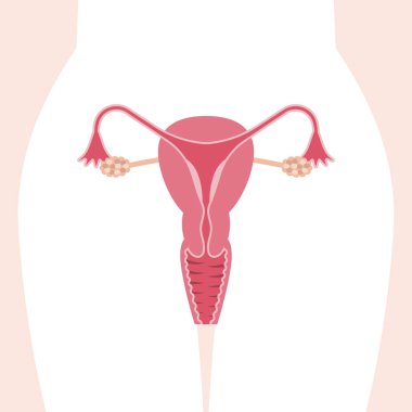 Vector female reproductive system, flat design clipart