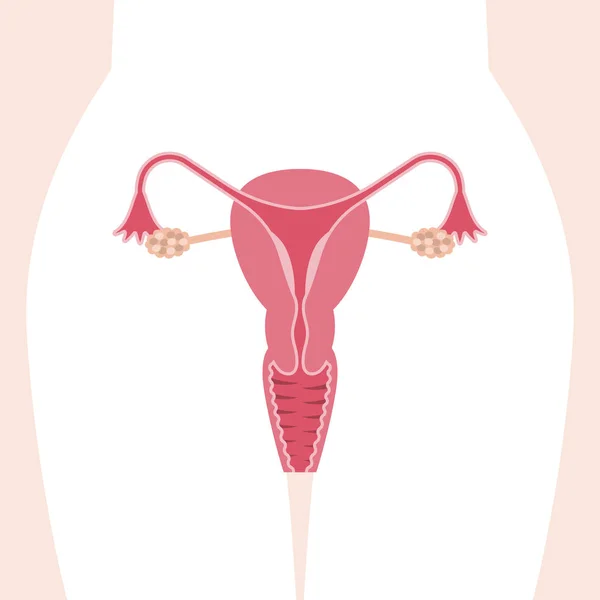 Sistema reproductor femenino vectorial, diseño plano — Vector de stock