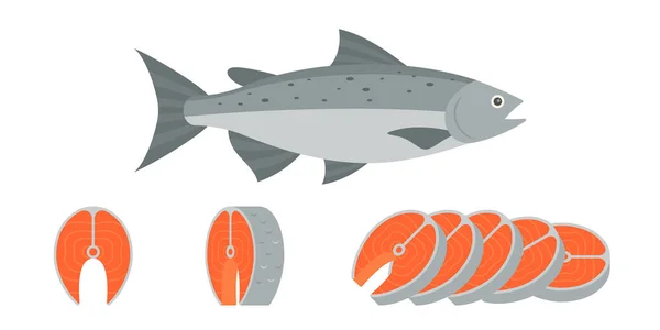 Salmon fish and sliced of salmon fillet steak illustration, flat design vector — Stock Vector