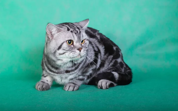 Čistokrevná britská kočka — Stock fotografie