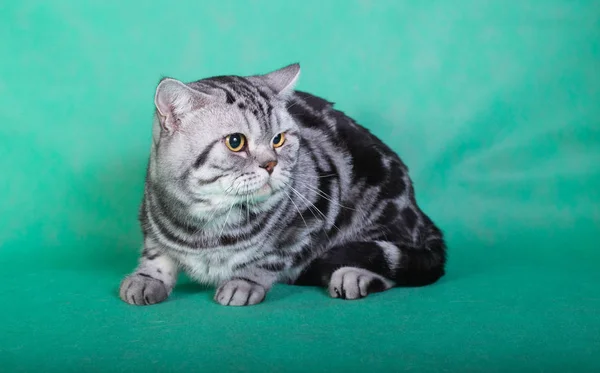 Gato británico de raza pura — Foto de Stock