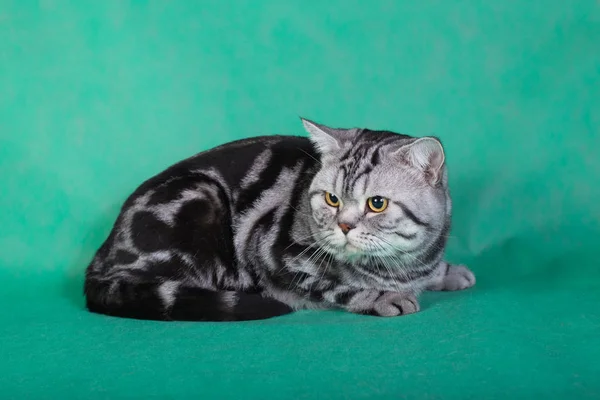 Gato británico de raza pura — Foto de Stock