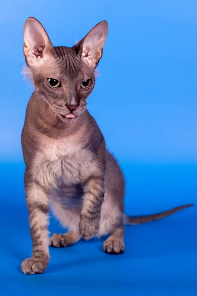 O gato Sphinx em um fundo azul — Fotografia de Stock