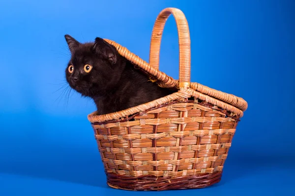Kitten in the basket — Stock Photo, Image