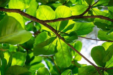 Yeşil doku arka plan makro yaprakları