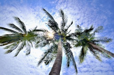 Rayong Tayland, turkuaz deniz dalgaları. Plaj ve Ivy.