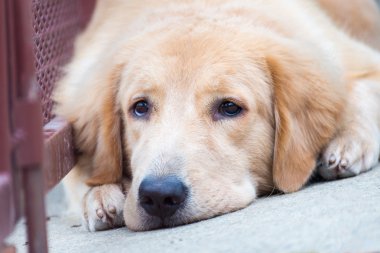 Uykulu yüz Golden Retriever köpek