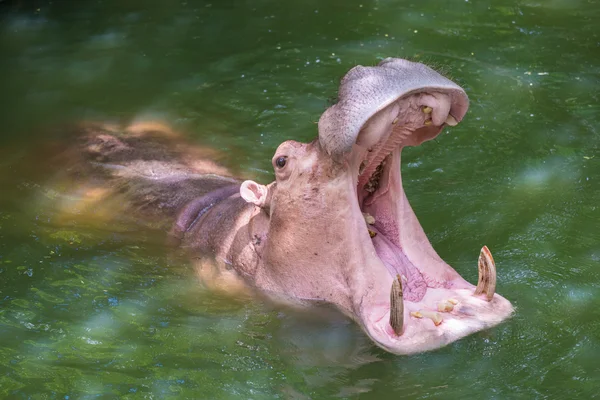 Hippopotamus showing huge jaw and teeth — Stock Photo, Image