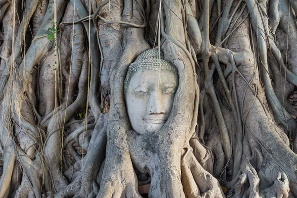 kumtaşı baş Buda wat mahathat, ayut, ağaç kökleri
