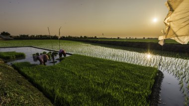 Tayland pirinç kırpma