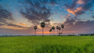 Tarlada palmiye ağaçları