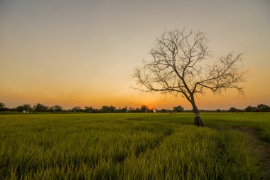 Günbatımında yalnız ağaç